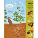 Книга "Усе починається з насіння…як росте їжа" (укр.), арт. 9786177579211 (фото11)